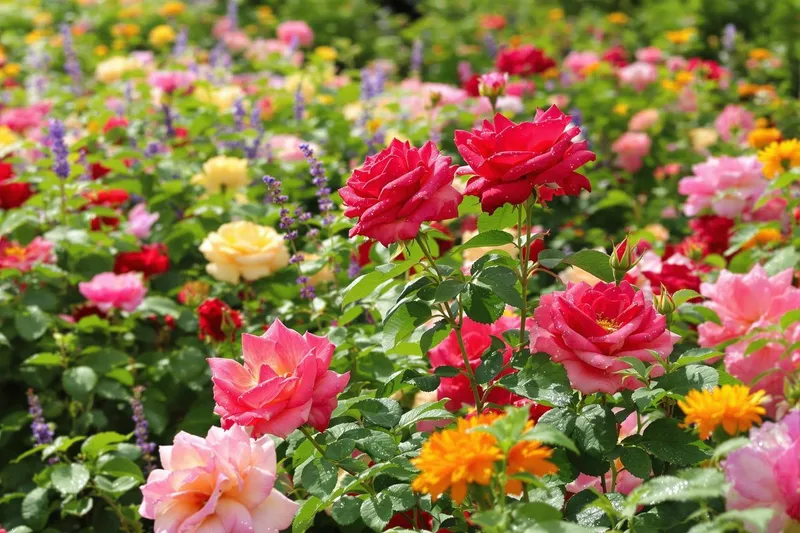 Le conseil d'un jardinier pour prévenir les pucerons sur les rosiers