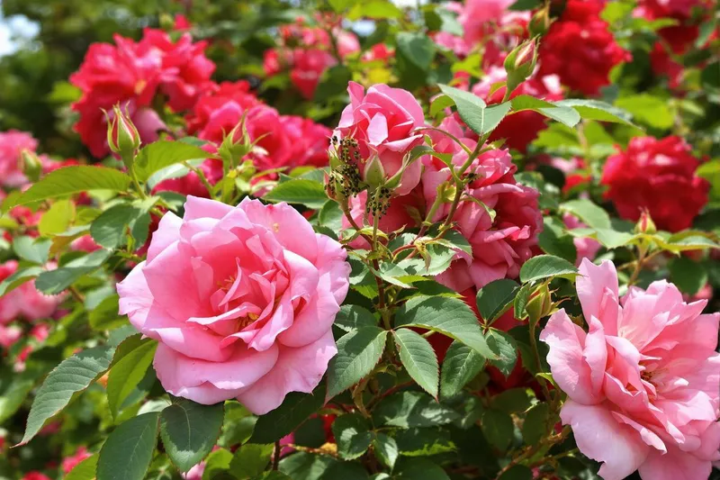 Le danger invisible pour vos rosiers : agissez vite avant la catastrophe