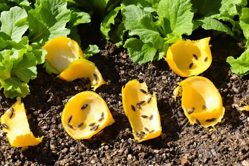 Le fruit que je compostais, mais qui en réalité repousse les limaces naturellement !