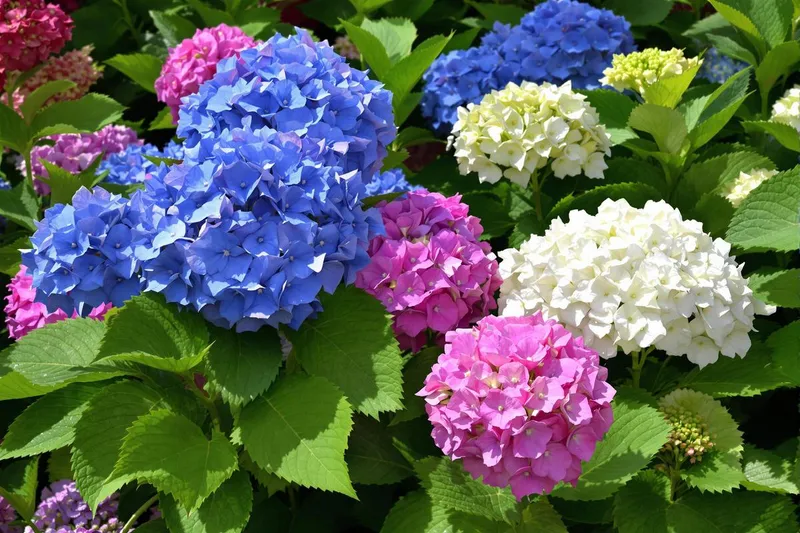 Le geste clé de février pour revitaliser vos hortensias et garantir un printemps florissant