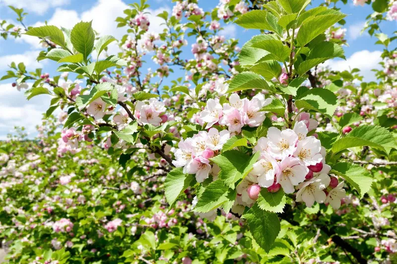 Le geste de 2 minutes qui transforme vos arbres fruitiers en explosion florale au printemps