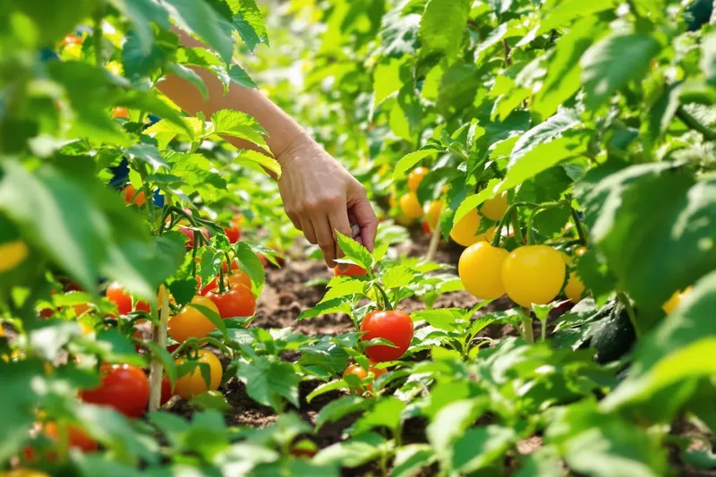 Le geste d'été essentiel pour augmenter la récolte de vos fruits et légumes au potager