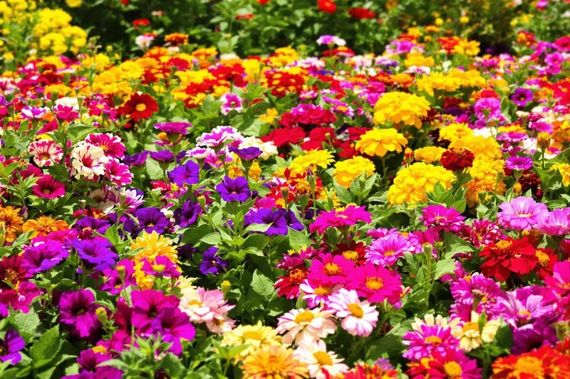 Le guide ultime pour réussir vos semis au bon moment chaque année