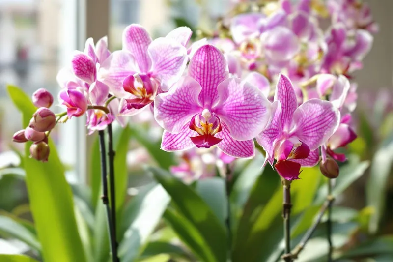 Le meilleur moment pour tremper vos orchidées et les sublimer