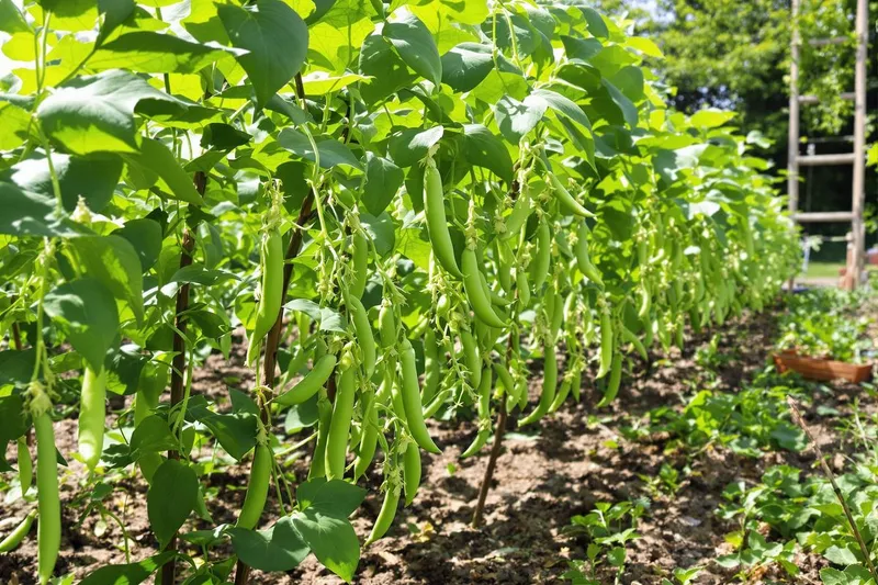 Le moment crucial pour planter vos petits pois selon votre région