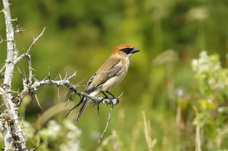 Le retour fascinant de cet oiseau à tête rousse : un spectacle printanier en France