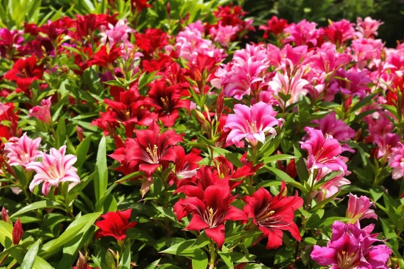 Le secret bien gardé des massifs spectaculaires : la vivace prodigieuse