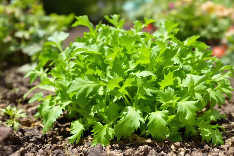 Le secret de ce légume semé en juillet qui pousse sans effort