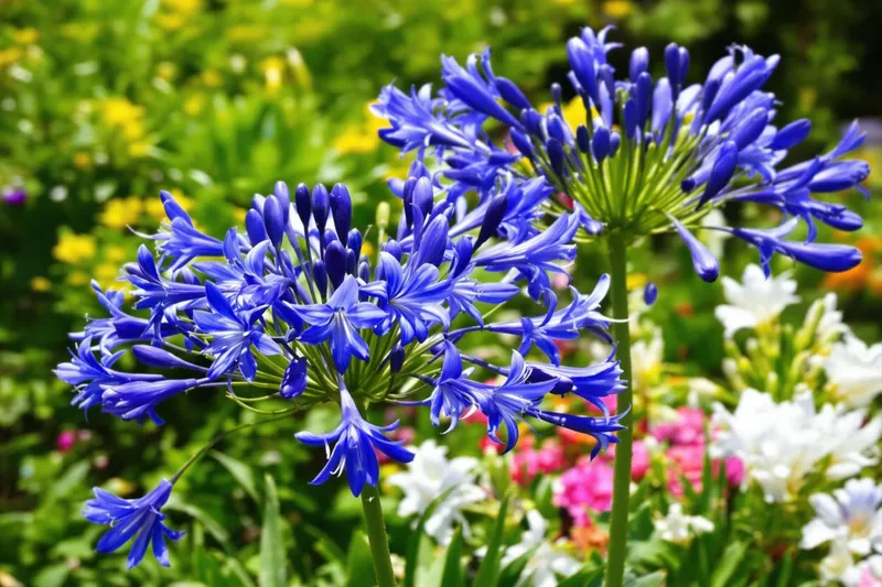 Le secret de jardinage à connaître pour des agapanthes merveilleusement fleuries tout l'été
