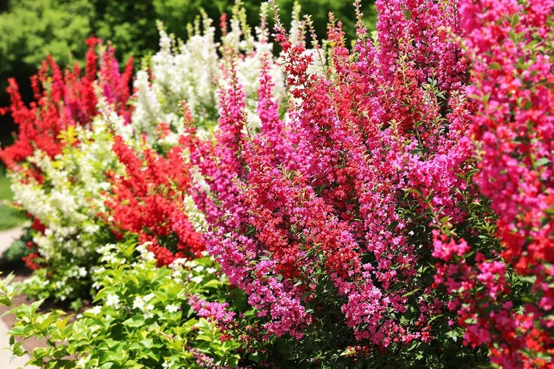 Le secret des jardins sans arrosage : cette plante qui pousse presque toute seule