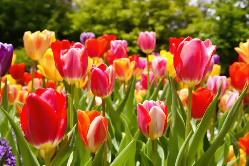 Le secret des passionnés pour des tulipes aux floraisons longues et régulières chaque année