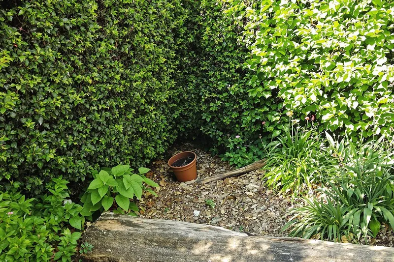 Le secret des vipères : découvrez l'endroit du jardin où elles se cachent actuellement