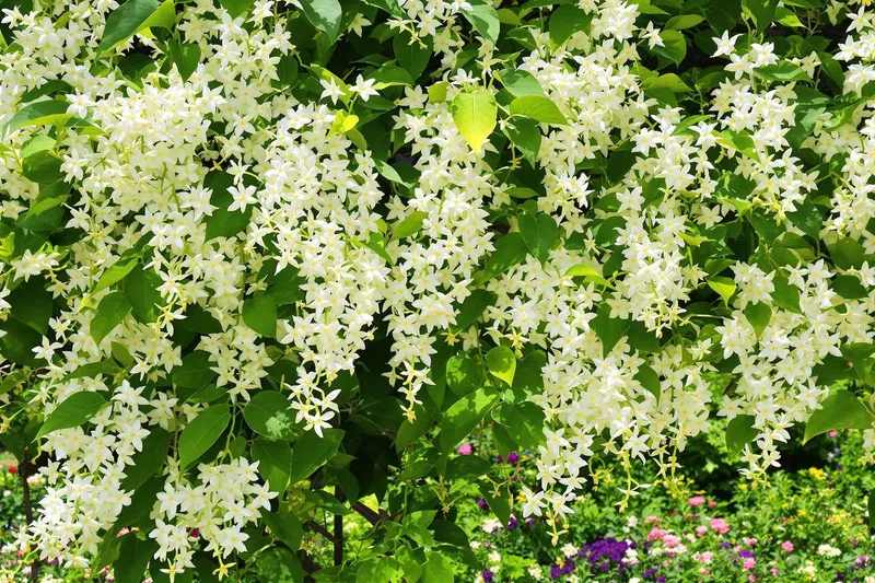 Le secret du jasmin grimpant : le geste clé pour une floraison abondante tout l'été