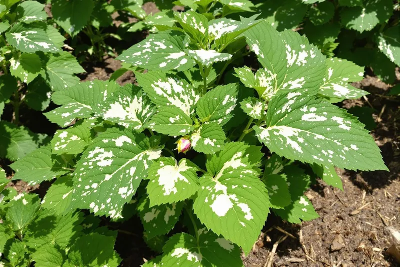 Le secret naturel des jardiniers pour éliminer rapidement l'oïdium au jardin
