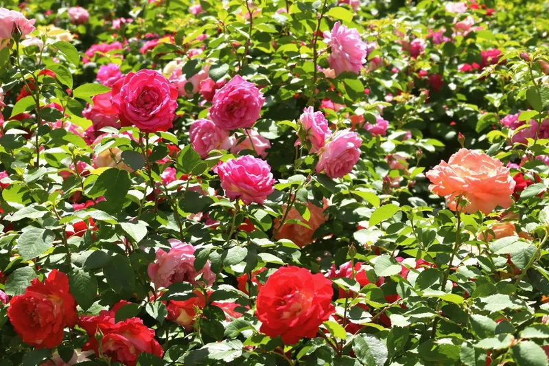 Voici le remède naturel secret pour des rosiers resplendissants sans taches noires