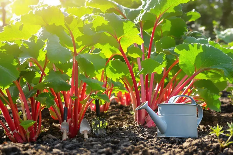 Le secret pour récolter de la rhubarbe sucrée en avance grâce à cette technique ingénieuse