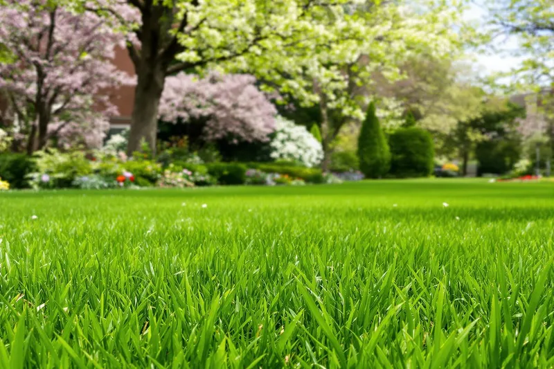 Le secret pour une pelouse verdoyante ce printemps : utilisez ce produit naturel