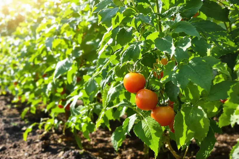 Le secret ultime pour un feuillage robuste et éclatant sur vos jeunes plants de tomates