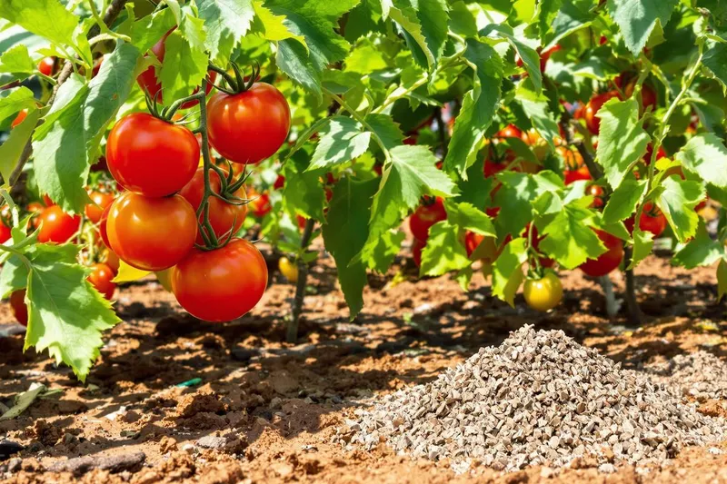 L'engrais naturel méconnu par 90 % des jardiniers qui pourrait doubler votre récolte de tomates