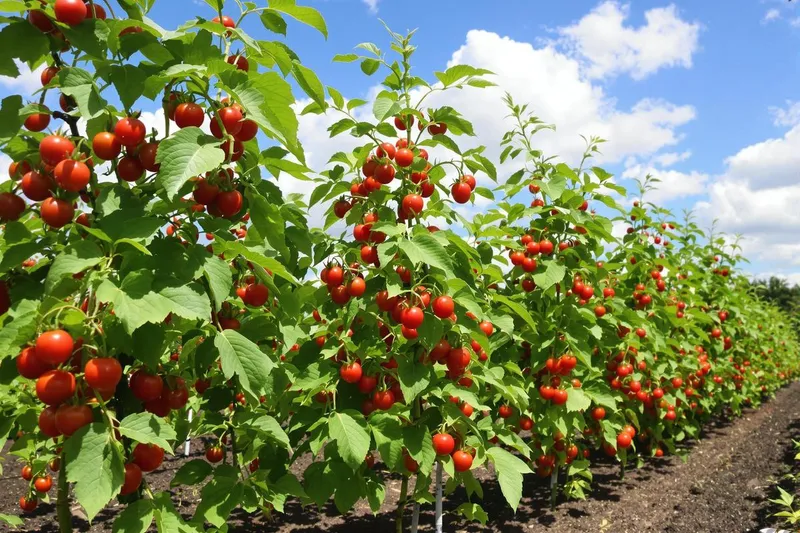 L'engrais naturel méconnu qui révolutionne votre production de tomates