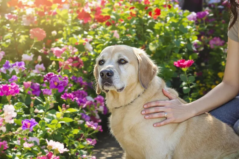 L'erreur à éviter lors de l'adieu à votre chien : les mots qui comptent vraiment