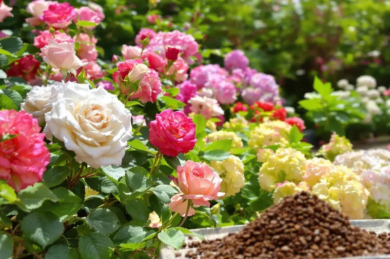 Les 2 plantes qui s'épanouissent grâce au marc de café : une explosion de vigueur, de fleurs et de croissance
