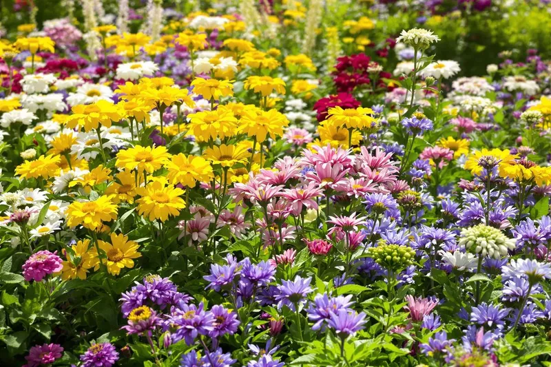 Les 3 fleurs à planter en ce moment pour une floraison continue jusqu'en octobre