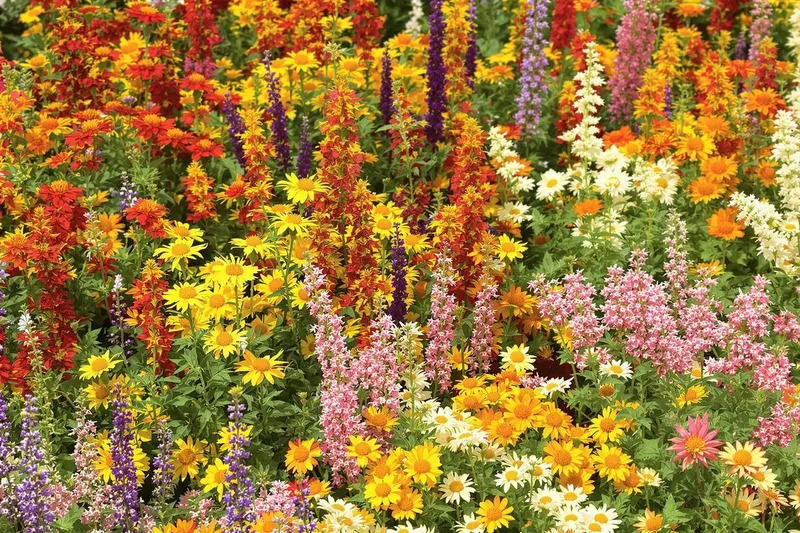 Les 4 plantes infaillibles qui fleurissent et se multiplient facilement même en pleine chaleur