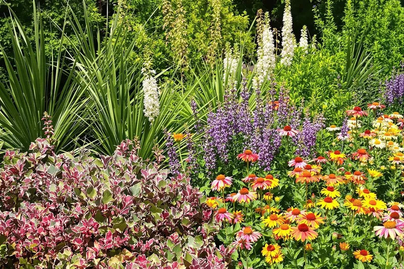 Les 4 plantes parfaites pour un jardin sans arrosage ni entretien cet été
