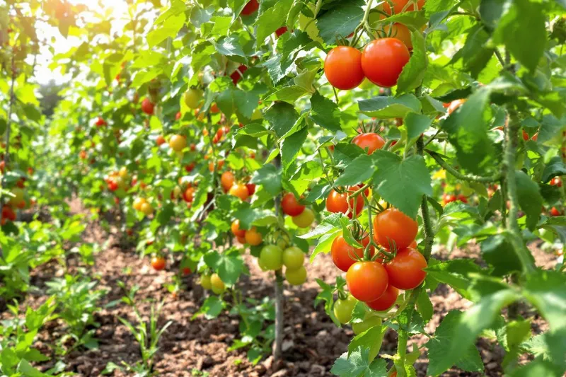 Les 5 erreurs fatales que 90 % des jardiniers commettent et qui abîment leurs tomates