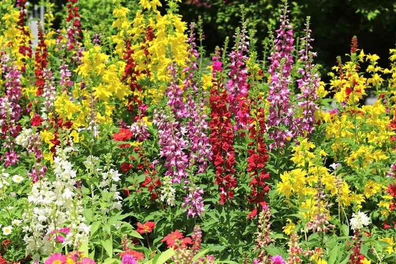 5 plantes vivaces incontournables pour un jardin fleuri toute l'année : voici lesquelles choisir