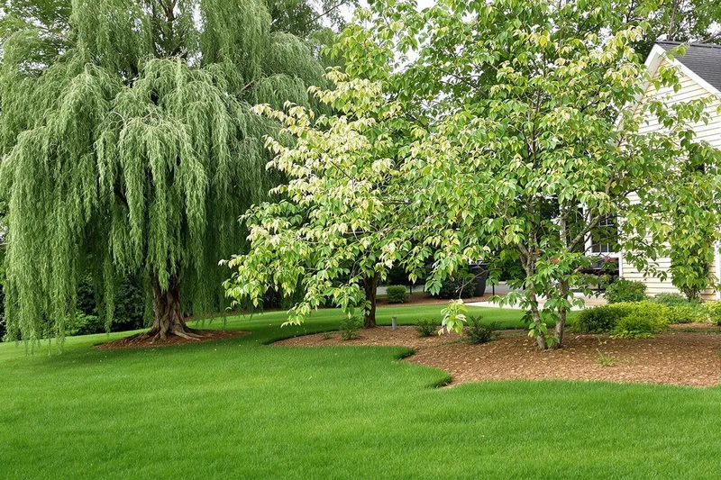 Les arbres les plus dangereux pour vos maisons dont vous ignorez la menace (ils sont pourtant très répandus)