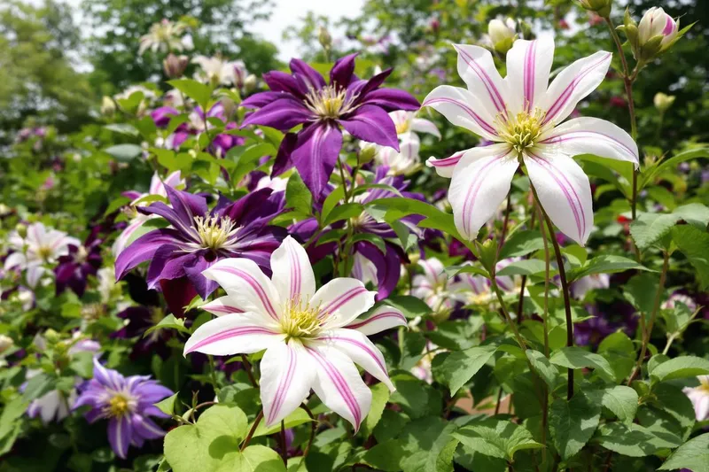 Les clématites polonaises du Frère Stefan Franczak : un trésor pour votre jardin