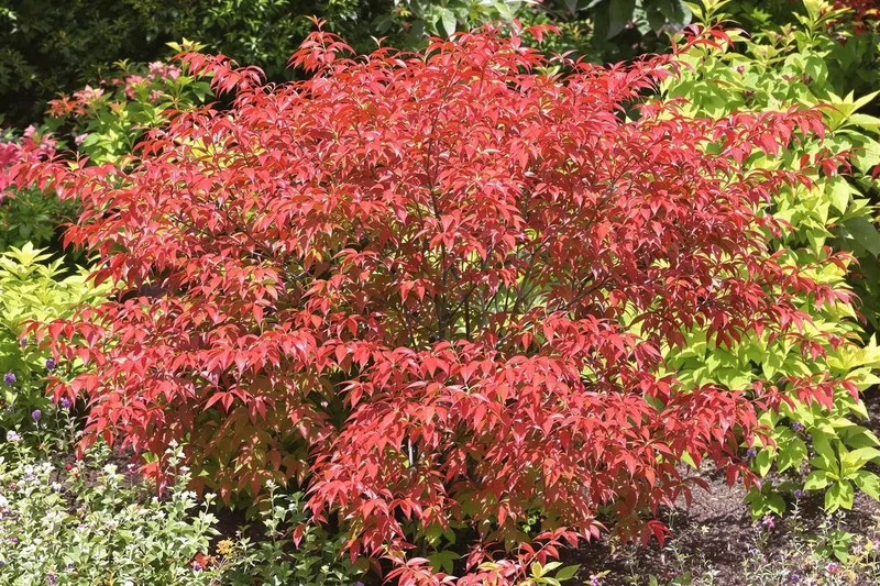 Les dangers du fusain ailé : beauté fatale pour votre jardin