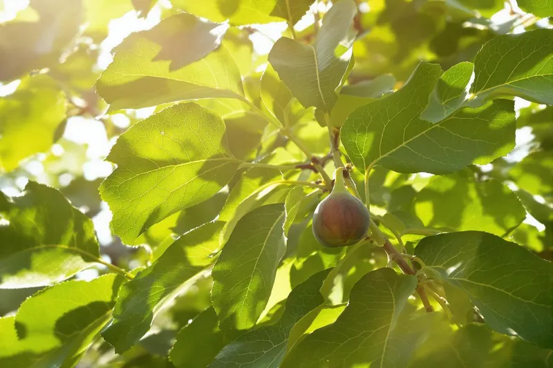 Les feuilles du figuier : le secret étonnant que tout le monde ignore enfin révélé
