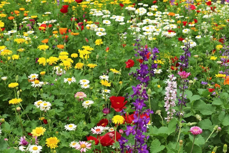 Les fleurs sauvages : des trésors oubliés pour un jardin naturel