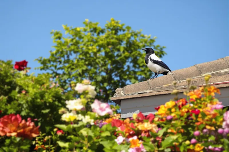 Les présages des pies dans votre jardin : ce que cela annonce pour votre année