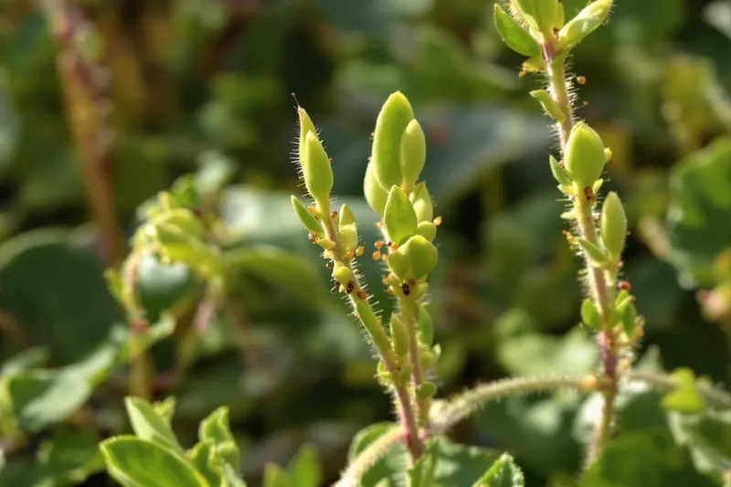 Les pucerons : pourquoi il faut déjà s'en méfier dans votre jardin en mars ?