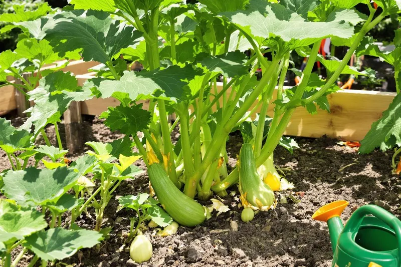 Les raisons pour lesquelles vos courgettes pourrissent avant de grossir (et les solutions pour les sauver rapidement)
