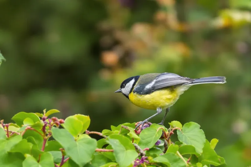 Les secrets de la mémoire et de la communication des mésanges enfin révélés