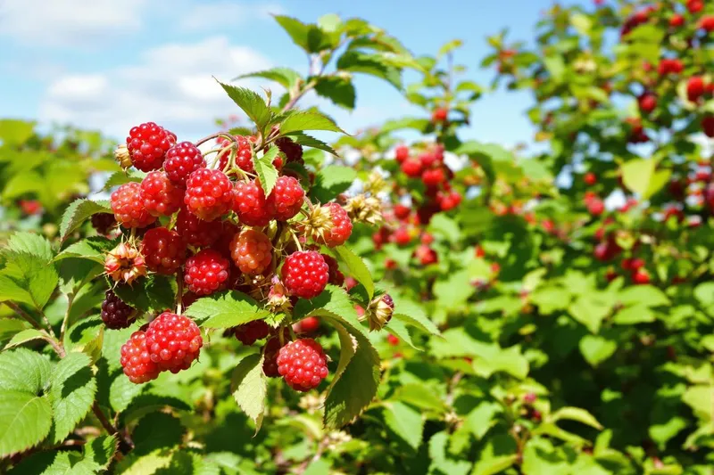 Les secrets de la taille des framboisiers pour une récolte abondante et savoureuse