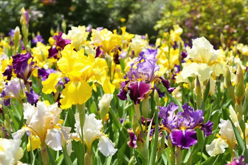 Les secrets d'une floraison éclatante : maîtriser la taille des iris pour un jardin resplendissant