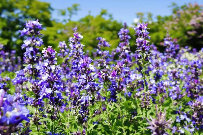 Les secrets d'une plante oubliée : pourquoi nos ancêtres la semaient chaque juin