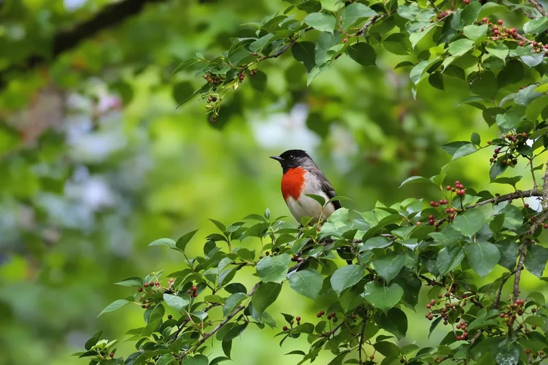 Les secrets pour attirer le bouvreuil pivoine : transformez votre jardin en véritable paradis pour cet oiseau