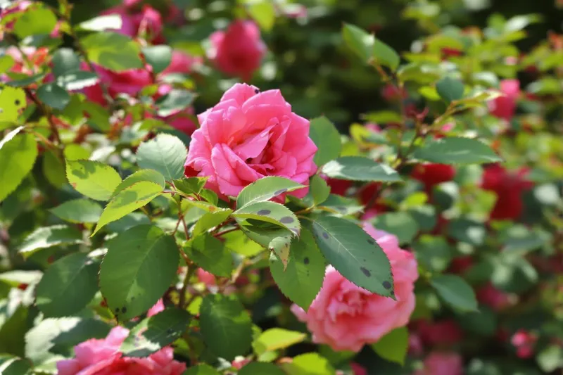 Les taches noires sur vos rosiers : leur vraie signification et des solutions naturelles pour les éliminer