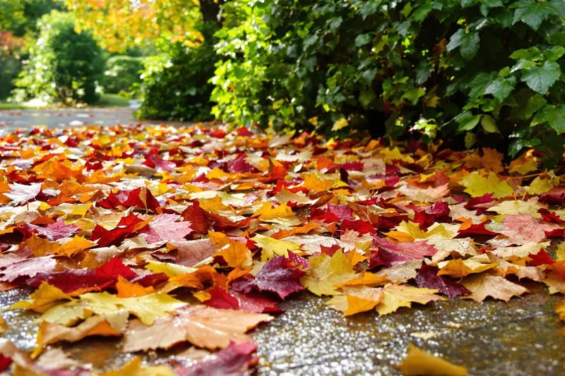 Les trésors cachés des feuilles d'automne : astuces pour un jardin écologique