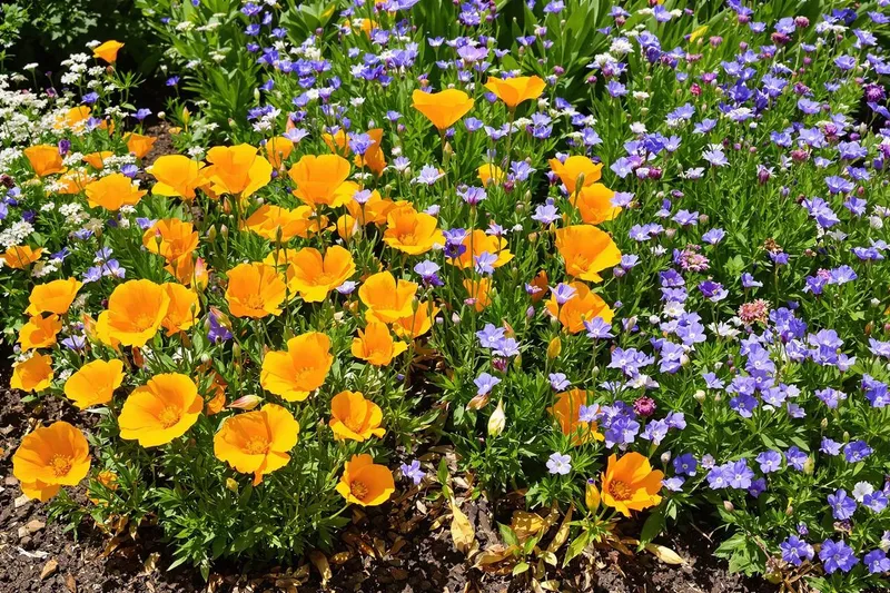 Les variétés à semer absolument avant mi-juillet pour un jardin éclatant à la rentrée