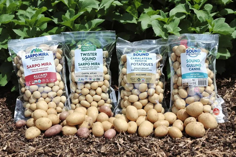 Les variétés de pommes de terre à planter cette année pour résister au mildiou et optimiser vos récoltes