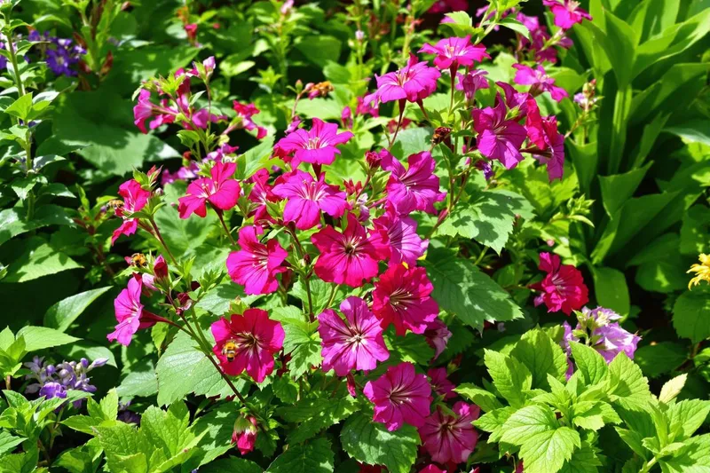 L'incroyable éclat de la vivace couvre-sol qui illumine le printemps 2025