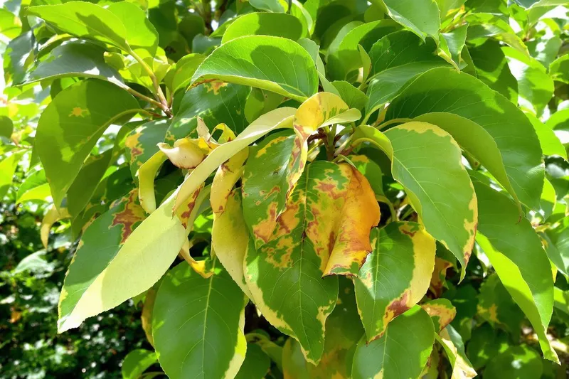 Lutter naturellement contre la cloque du pêcher : découvrez l'astuce gratuite pour enrichir votre sol et maximiser votre récolte